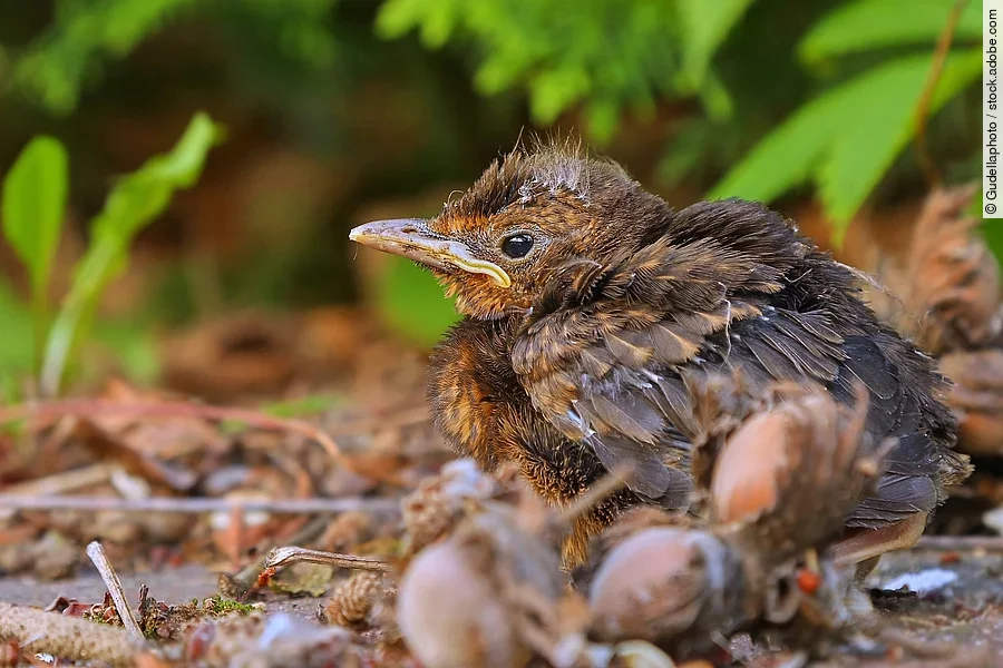Ein junger, braun gefiederter Vogel sitzt alleine auf dem Boden und scheint hilflos zu sein.