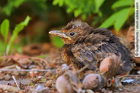 Ein junger, braun gefiederter Vogel sitzt alleine auf dem Boden und scheint hilflos zu sein.