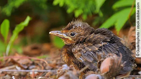 Ein junger, braun gefiederter Vogel sitzt allein auf dem Boden und scheint hilflos zu sein. Ein junger, braun gefiederter Vogel sitzt alleine auf dem Boden und scheint hilflos zu sein.