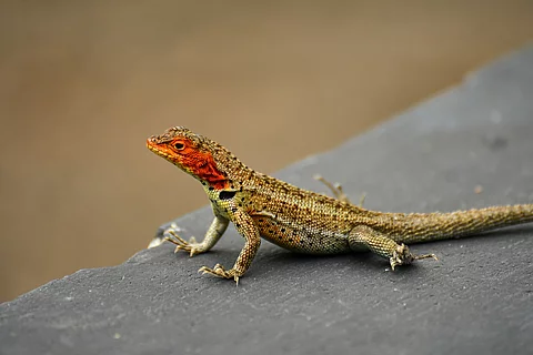 Galápagos Lavaeidechse