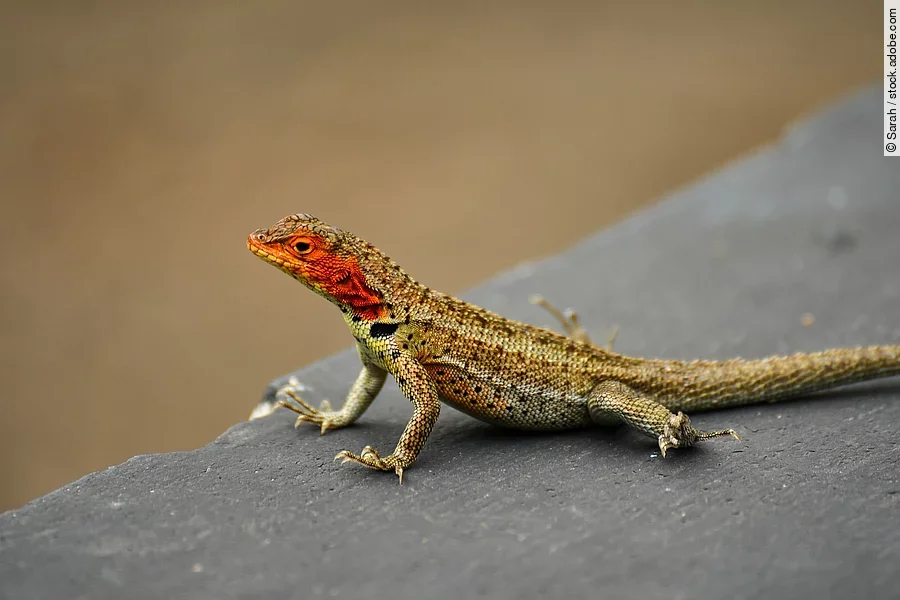 Galápagos Lavaeidechse Galápagos Lavaeidechse
