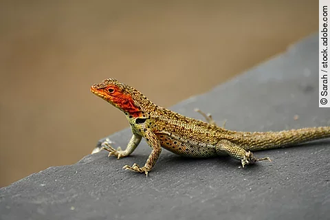 Galápagos Lavaeidechse