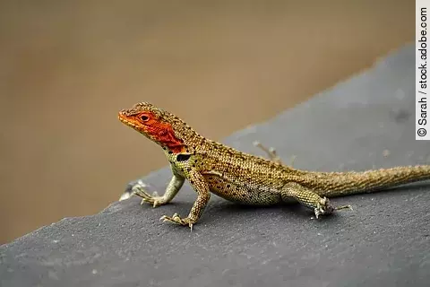 Galápagos Lavaeidechse