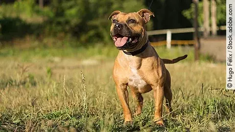 Staffordshire Bullterrier posiert bei Sonnenuntergang in einem Park. Er hat hellbraunes Fell. Das Gras ist kurz und im fernen Hintergrund stehen Bäume und Sträucher.