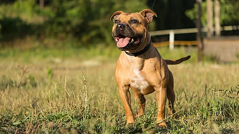 Staffordshire Bullterrier posiert bei Sonnenuntergang in einem Park. Er hat hellbraunes Fell. Das Gras ist kurz und im fernen Hintergrund stehen Bäume und Sträucher.