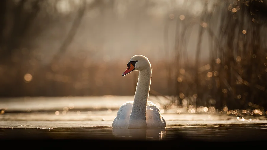 Ein Höckerschwan schwimmt auf dem Wasser. Er hat weißes Gefieder und schaut zur Seite. Das Sonnenlicht fällt auf das Wasser.
