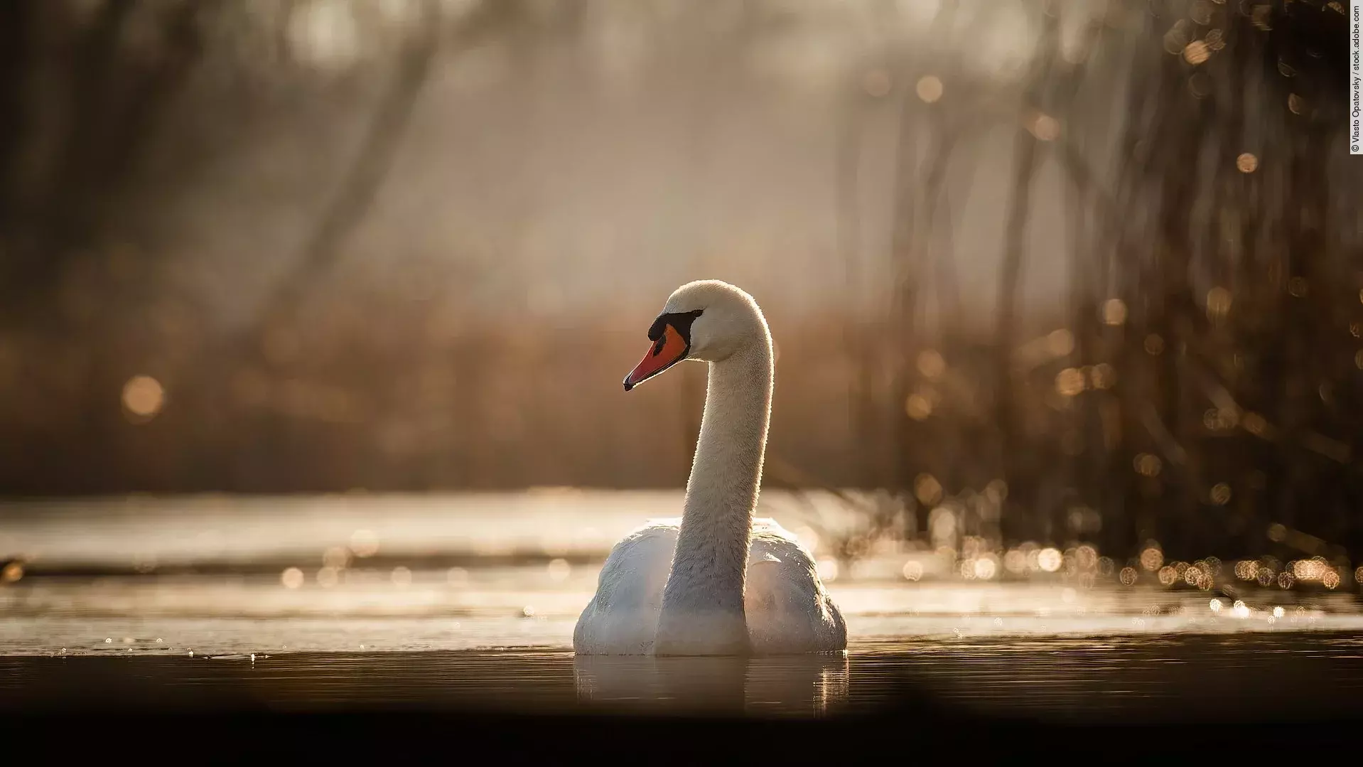Ein Höckerschwan schwimmt auf dem Wasser. Er hat weißes Gefieder und schaut zur Seite. Das Sonnenlicht fällt auf das Wasser.
