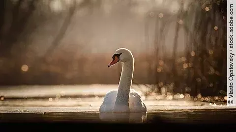 Ein Höckerschwan schwimmt auf dem Wasser. Er hat weißes Gefieder und schaut zur Seite. Das Sonnenlicht fällt auf das Wasser.