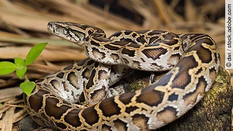 Eine braune burmesische Python liegt eingekringelt auf einem Holzstück.