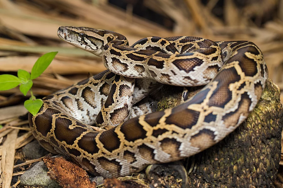 Eine braune burmesische Python liegt eingekringelt auf einem Holzstück.