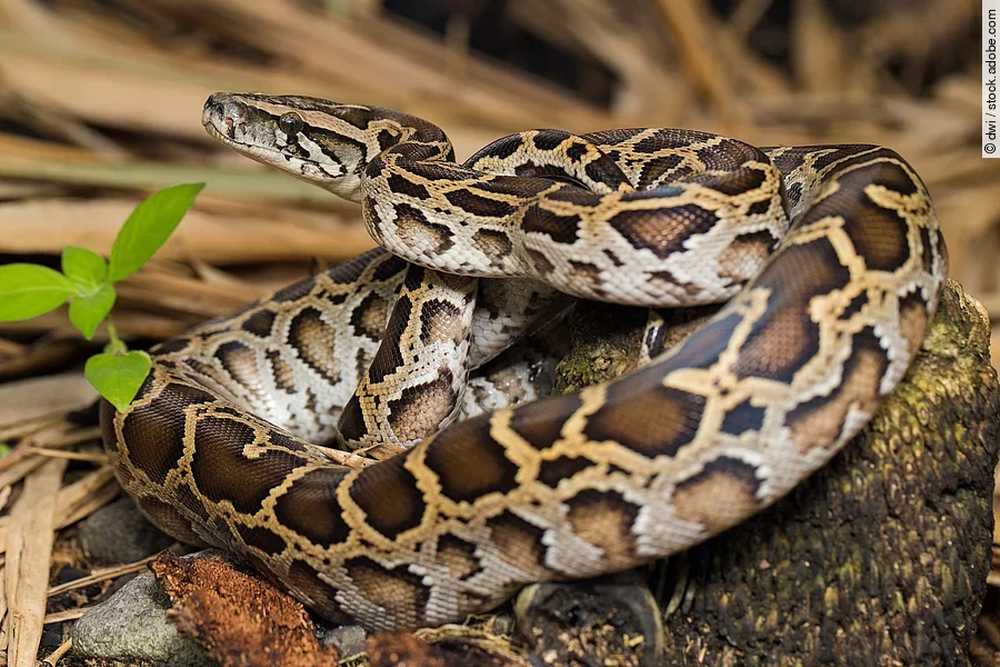 Eine braune burmesische Python liegt eingekringelt auf einem Holzstück.
