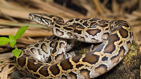 Eine braune burmesische Python liegt eingekringelt auf einem Holzstück.
