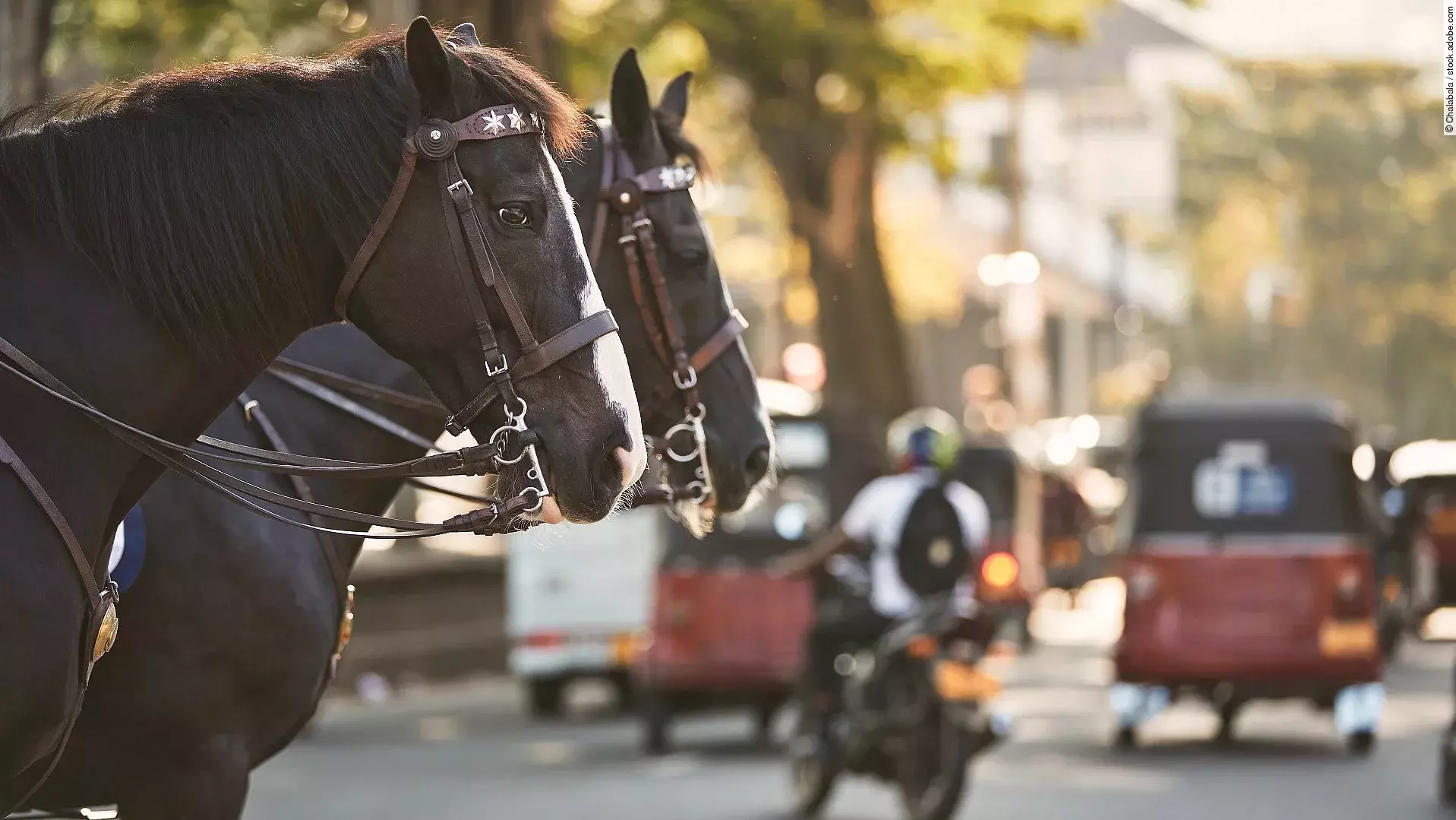 Zwei schwarze Pferde stehen eingespannt in eine Kutsche und warten darauf, dass es los geht.