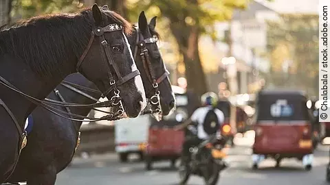 Zwei schwarze Pferde stehen eingespannt in eine Kutsche und warten darauf, dass es los geht.