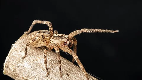 Zoropsis spinimana on a branch. Spider species belonging to the 