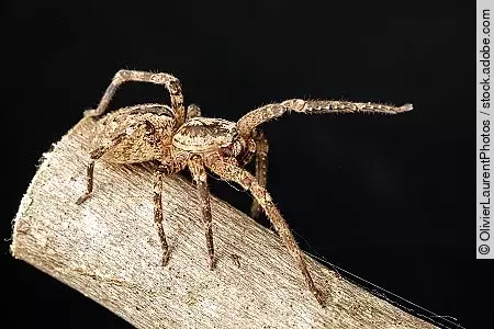 Zoropsis spinimana on a branch. Spider species belonging to the 