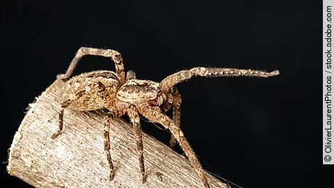 Zoropsis spinimana on a branch. Spider species belonging to the