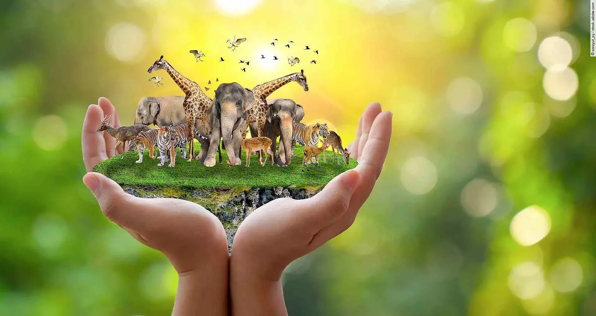 Concept Nature reserve conserve Wildlife reserve tiger Deer Glob