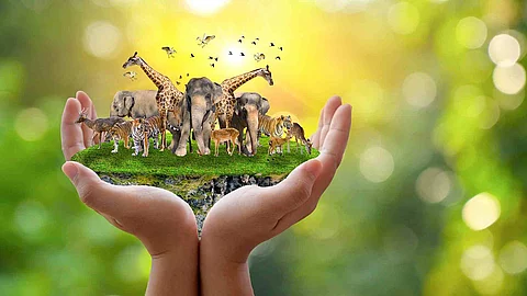 Concept Nature reserve conserve Wildlife reserve tiger Deer Glob