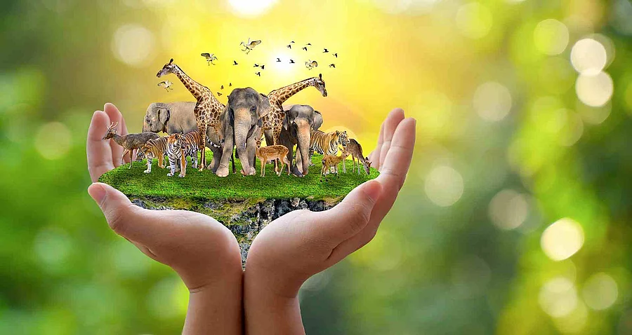 Concept Nature reserve conserve Wildlife reserve tiger Deer Glob