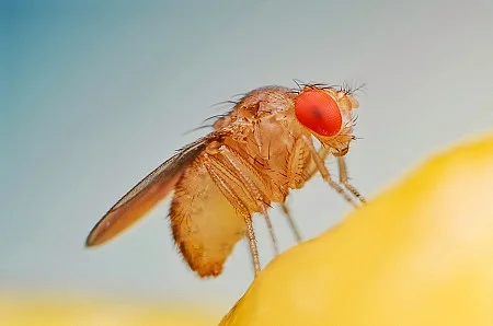 Fruit fly or vinegar fly (Drosophila melanogaster) on banana fru