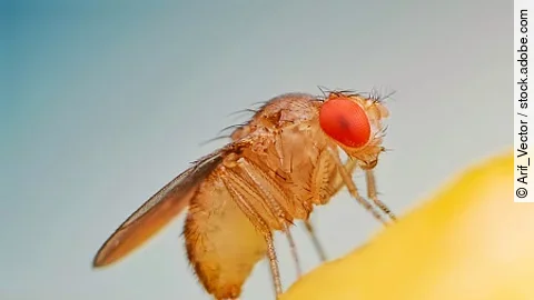 Fruit fly or vinegar fly (Drosophila melanogaster) on banana fru
