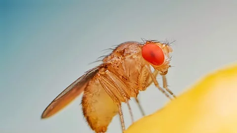 Fruit fly or vinegar fly (Drosophila melanogaster) on banana fru