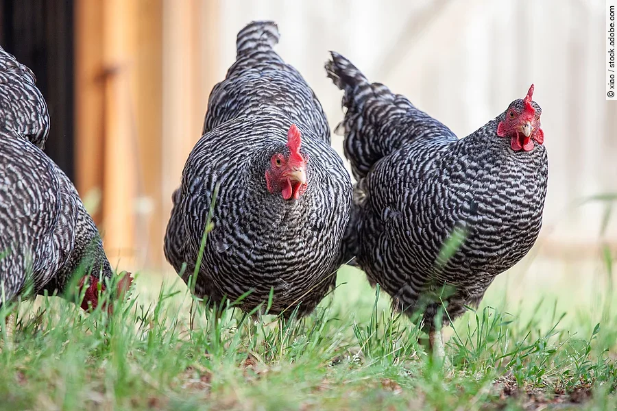 Plymouth Rock chicken Plymouth Rock Hühner