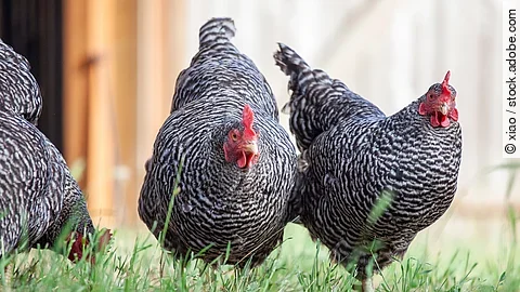 Plymouth Rock Hühner 