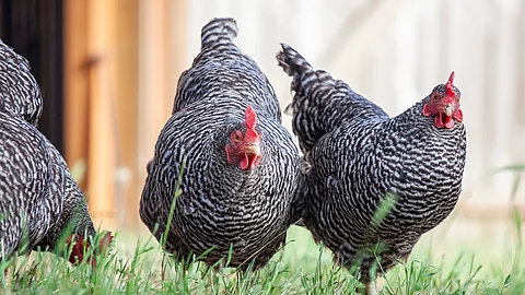 Plymouth Rock Hühner 