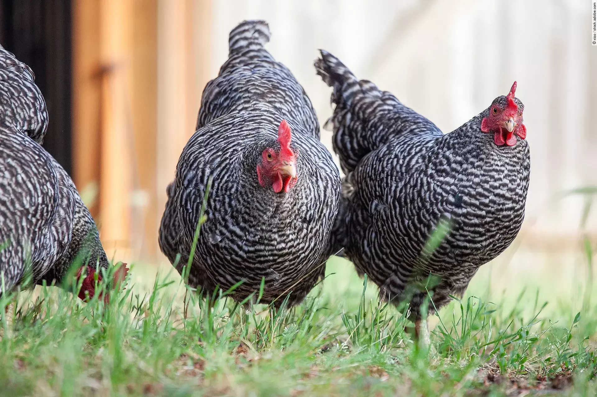 Plymouth Rock Hühner 