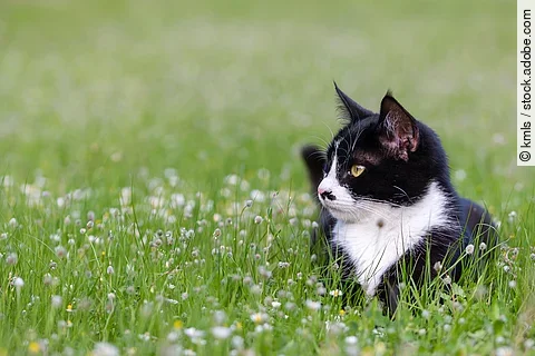 Katze im Gras