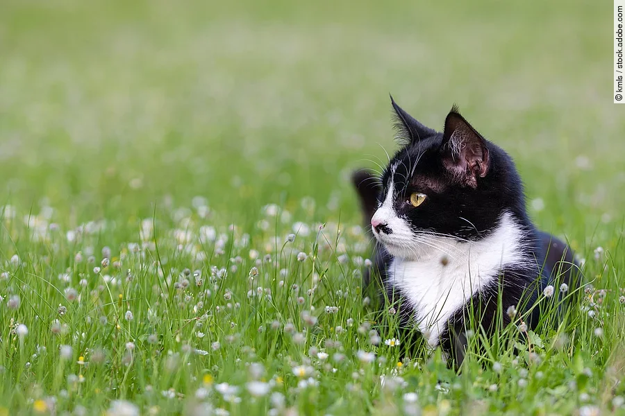 Katze im Gras