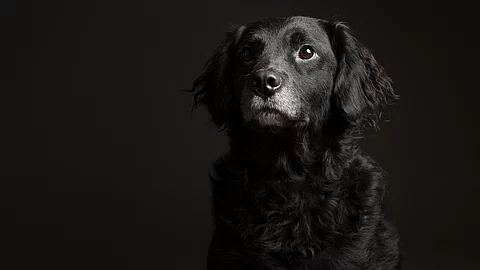Entzückendes Porträt eines alten schwarz-weißen Mischlingshundes vom Typ Retriever im Studio vor dunklem Hintergrund. Der Hund schaut aufmerksam nach vorn. Er hat mittelanges und gewelltes Fell. 