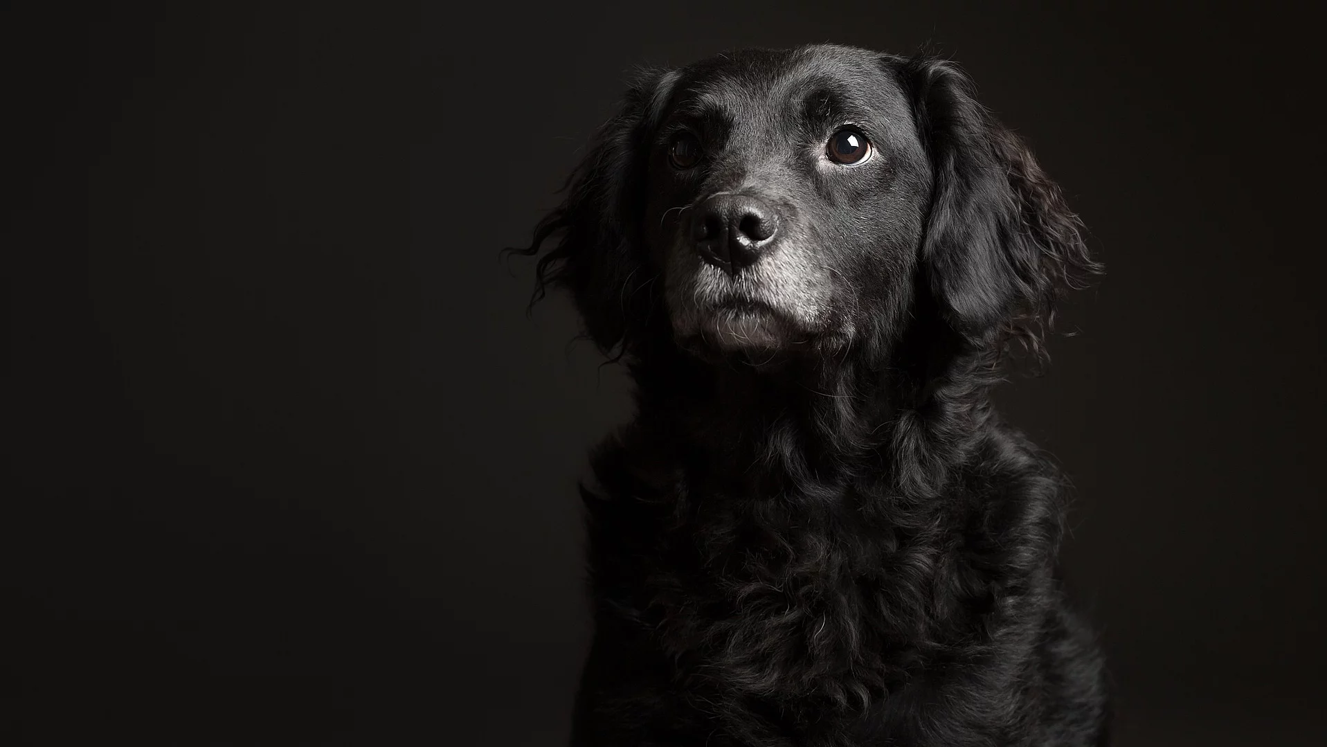 Entzückendes Porträt eines alten schwarz-weißen Mischlingshundes vom Typ Retriever im Studio vor dunklem Hintergrund. Der Hund schaut aufmerksam nach vorn. Er hat mittelanges und gewelltes Fell. 