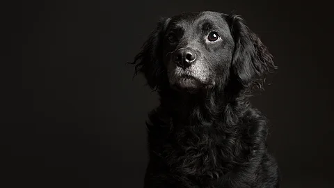 Entzückendes Porträt eines alten schwarz-weißen Mischlingshundes vom Typ Retriever im Studio vor dunklem Hintergrund. Der Hund schaut aufmerksam nach vorn. Er hat mittelanges und gewelltes Fell. 