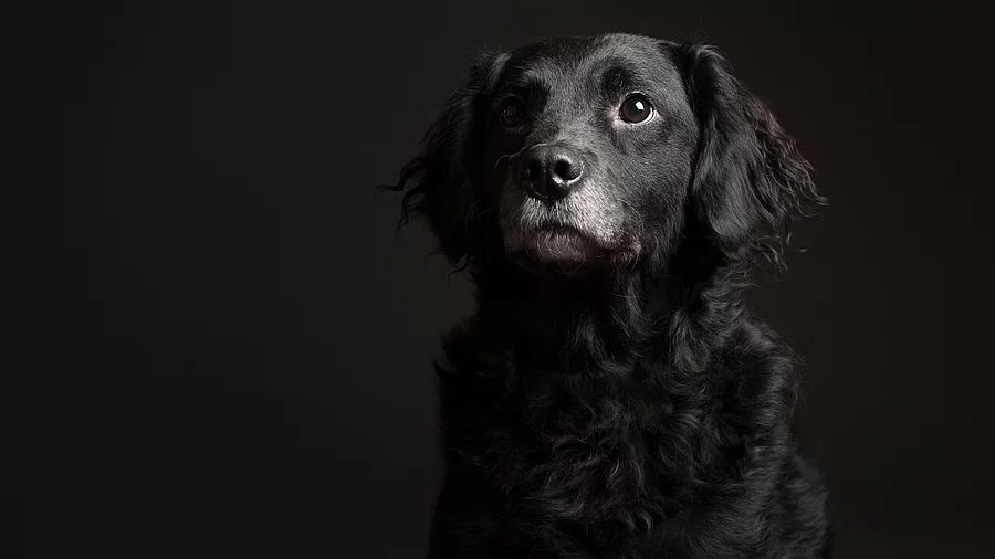 Porträt eines alten schwarz-weißen Mischlingshundes vom Typ Retriever im Studio vor dunklem Hintergrund. Entzückendes Porträt eines alten schwarz-weißen Mischlingshundes vom Typ Retriever im Studio vor dunklem Hintergrund. Der Hund schaut aufmerksam nach vorn. Er hat mittelanges und gewelltes Fell.