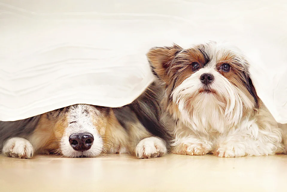 Hunde