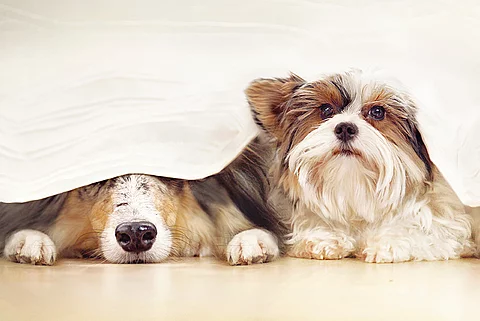 Hunde