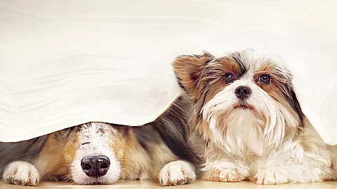 Hunde