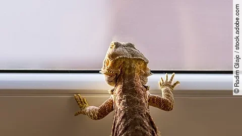 Detail of Bearded dragon (pogona) looking out of the window