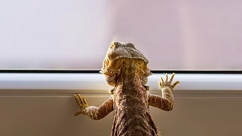 Detail of Bearded dragon (pogona) looking out of the window