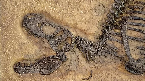 Tyrannosaurus rex fossil, Close up with selective focus. T.rex w