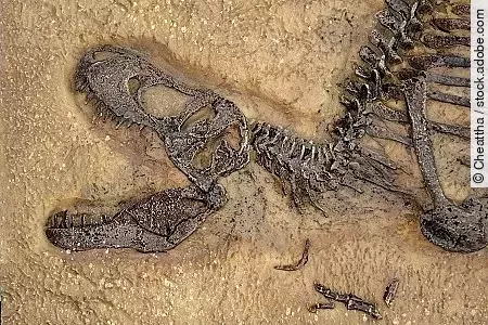 Tyrannosaurus rex fossil, Close up with selective focus. T.rex w