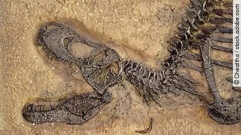 Tyrannosaurus rex fossil, Close up with selective focus. T.rex w