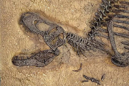 Tyrannosaurus rex fossil, Close up with selective focus. T.rex w