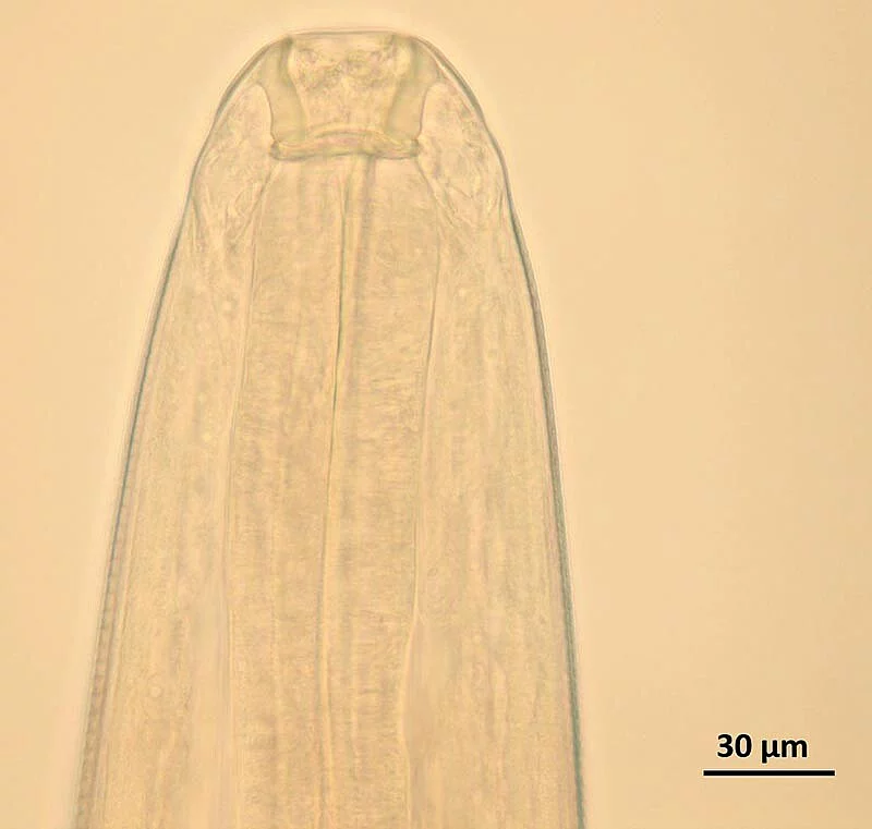 Bei der mikroskopischen Untersuchung eines adulten Wurms von Thelazia callipaeda kann die lippenlose, hexagonale Mundkapsel nachvollzogen werden.
