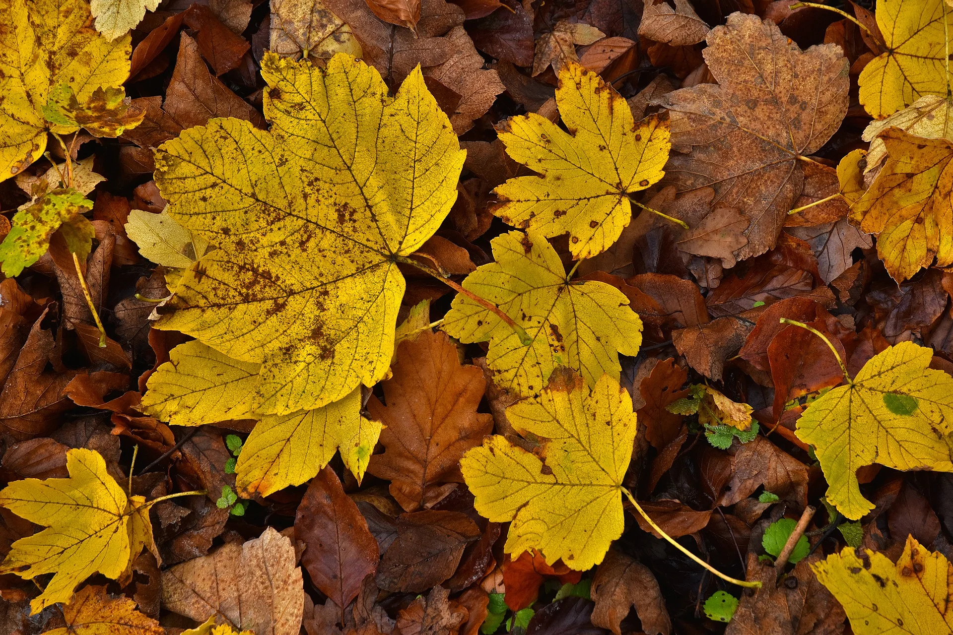 Berg-Ahornblätter liegen auf einem Boden. Die Blätter sind herbstlich gelb gefärbt. Einige Blätter sind bräunlich gefärbt.