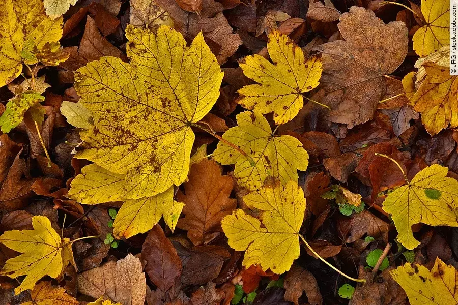 Berg-Ahornblätter liegen auf einem Boden. Die Blätter sind herbstlich gelb gefärbt. Einige Blätter sind bräunlich gefärbt.