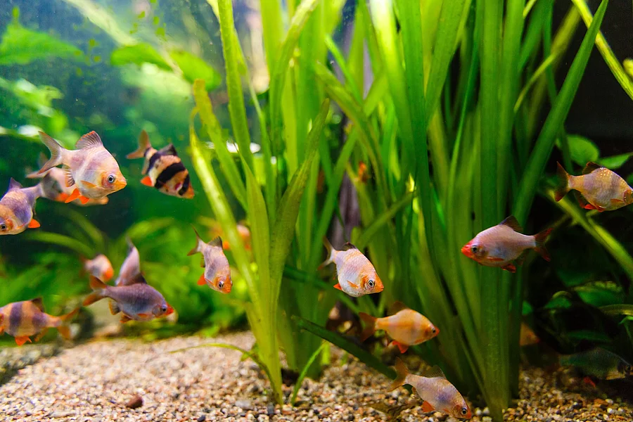 In einem Aquarium mit grünen Unterwasserpflanzen schwimmen einige bunte Fische. In einem Aquarium mit grünen Unterwasserpflanzen schwimmen einige bunte Fische.